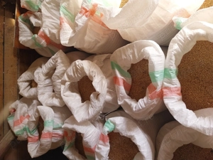 Vând grâu  - imagine 2