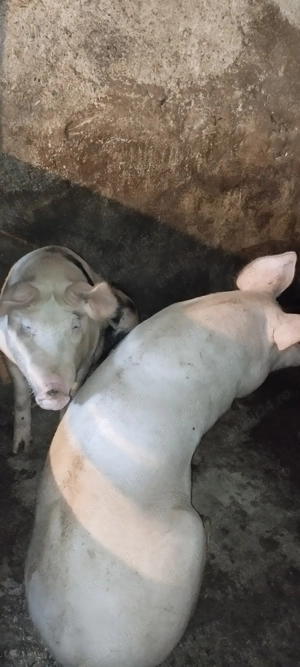 Porci pentru sacrificare 