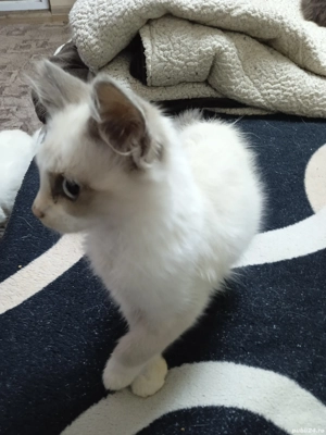 Pisica de vânzare. - imagine 3