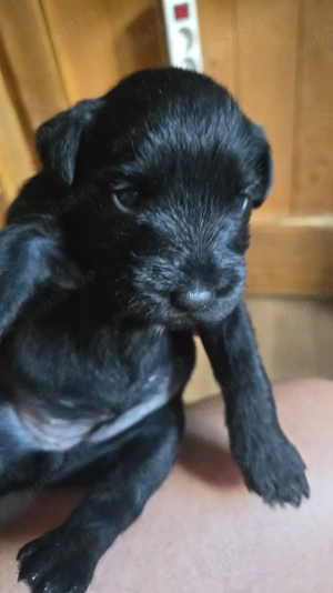 Vand Schnauzer pitic - imagine 2