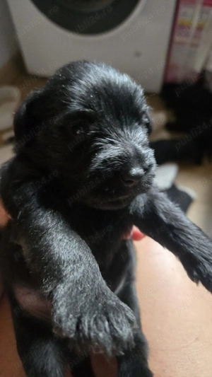 Vand Schnauzer pitic - imagine 3