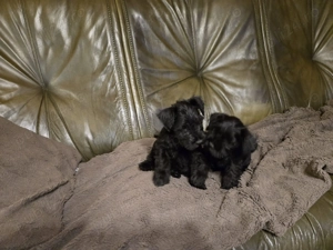 Vand Schnauzer pitic - imagine 5