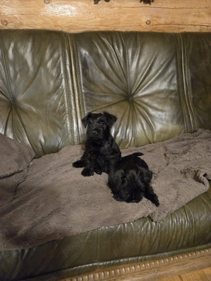 Vand Schnauzer pitic - imagine 4