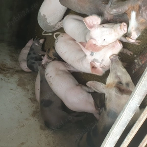 Porci de vanzare ..... - imagine 4