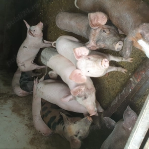 Porci de vanzare ..... - imagine 3