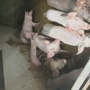 Porci de vanzare .....