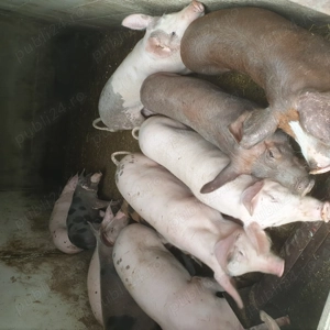 Porci de vanzare ..... - imagine 2