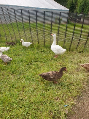 Vind rate mute - imagine 5