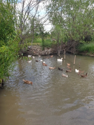 Vind rate mute - imagine 3