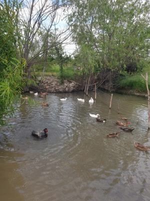 Vind rate mute - imagine 4