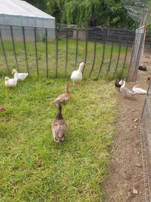 Vind rate mute - imagine 2