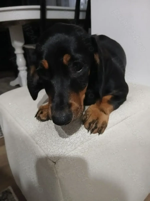 Caței  rasa Teckel  - imagine 2 Caței  rasa Teckel  - imagine 2