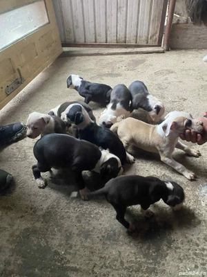 Vand puii Amstaff  - imagine 3 Vand puii Amstaff  - imagine 3