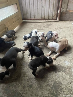 Vand puii Amstaff  - imagine 2 Vand puii Amstaff  - imagine 2