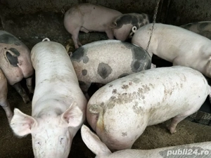 porci de vanzare  - imagine 2 porci de vanzare  - imagine 2