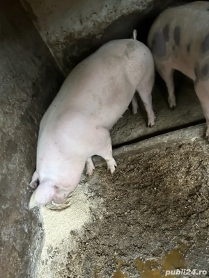 porci de vanzare  - imagine 4 porci de vanzare  - imagine 4