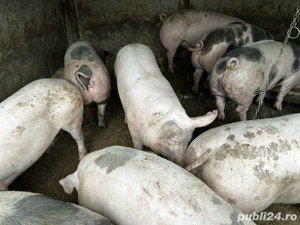 porci de vanzare  - imagine 3 porci de vanzare  - imagine 3