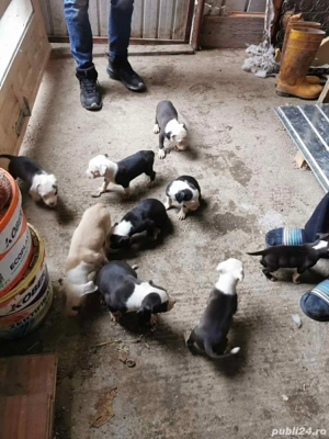 Vand puii Amstaff  - imagine 5 Vand puii Amstaff  - imagine 5