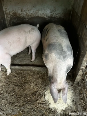 porci de vanzare  - imagine 5 porci de vanzare  - imagine 5