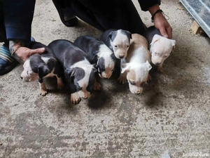 Vand puii Amstaff  - imagine 4 Vand puii Amstaff  - imagine 4