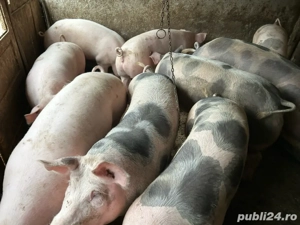 porci de vanzare