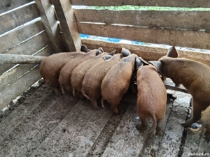 vand purcei mangalita