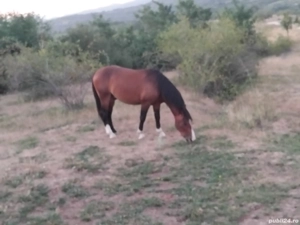 Cal rasa semi greu de 2 ani - imagine 3 Cal rasa semi greu de 2 ani - imagine 3