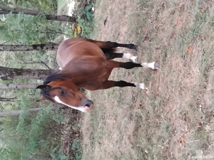 cal de 2 ani  - imagine 2 cal de 2 ani  - imagine 2