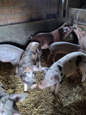 purcei de vanzare  - imagine 3