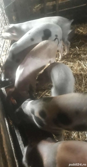 purcei de vanzare  - imagine 2