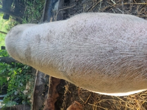 Scrofa de vânzare  - imagine 6