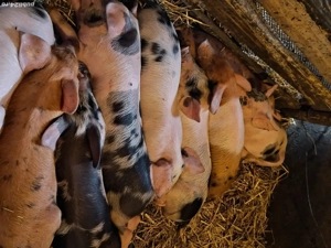 Purcei de vânzare  - imagine 2