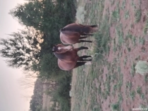 Cal rasa semi greu de 2 ani