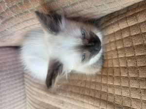 Fetita siamezi patru uni - imagine 5 Fetita siamezi patru uni - imagine 5