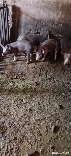 purcei  de vânzare 
