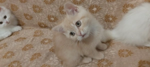 Rasa British Longhair White  Shorthair Golden 