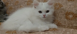 Rasa British Longhair White  Shorthair Golden  - imagine 5