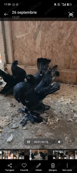 Porumbei rostow,cochinchina pitic - imagine 2