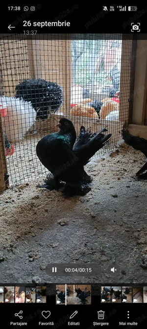 Porumbei rostow,cochinchina pitic