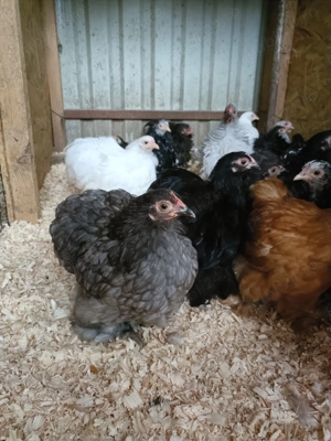 Porumbei rostow,cochinchina pitic - imagine 5