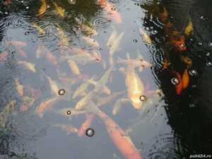 crapi koi de vanzare