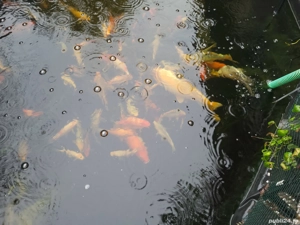 crapi koi de vanzare - imagine 2