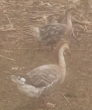 Gâscani de vânzare