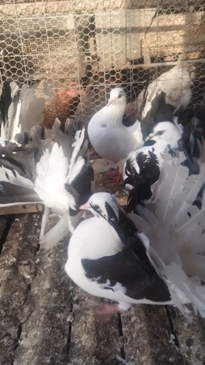 De vânzare porumbei curcani preț 30ron bucata 