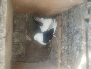 De vânzare porumbei curcani preț 30ron bucata  - imagine 4