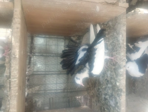 De vânzare porumbei curcani preț 30ron bucata  - imagine 2