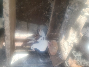 De vânzare porumbei curcani preț 30ron bucata  - imagine 3