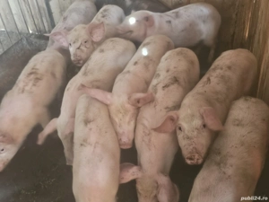 vând 16 purcei de 13 săptămâni rasa marele alb de carne 20-25 kg 