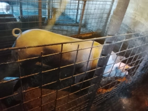 Vând porc pt Crăciun se arvuneaza din timp