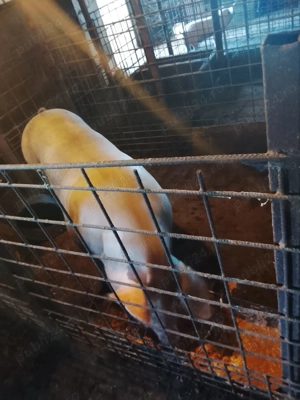 Vând porc pt Crăciun se arvuneaza din timp - imagine 3